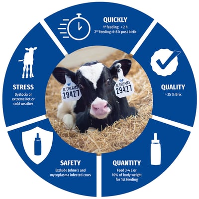202604-AltaColostrumGuide-Dairy-4