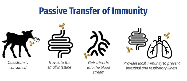 Passive Transfer of Immunity copy