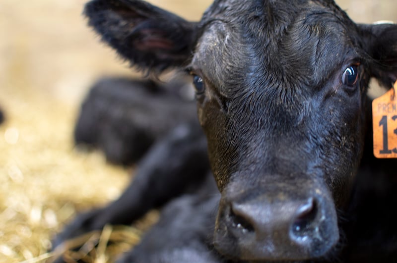 Not all Colostrum is created equal: Why Fat matters