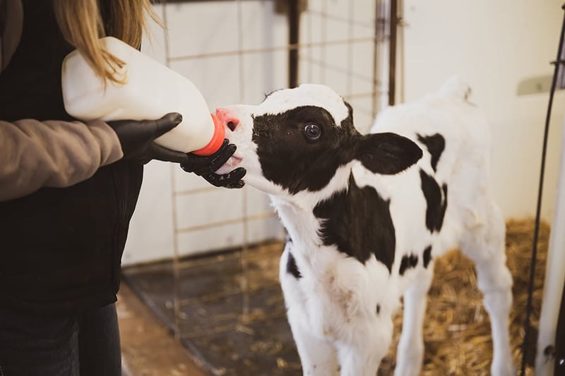 Feeding Colostrum After Day 1