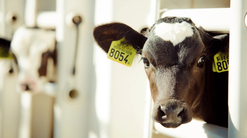 3 Steps to Create Your Best Future Herd