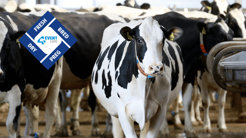 CONCEPT PLUS dans la fabrication d'une vache Alta 4-EVENT