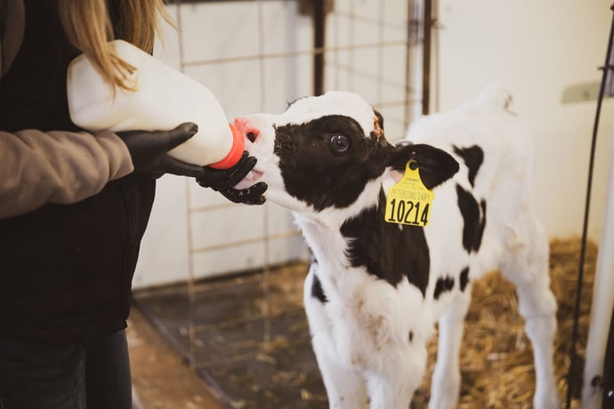 Renforcer la santé des veaux avec le colostrum