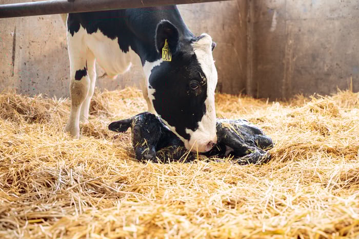 Cow and Newborn