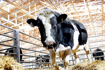 Photo de taureau laitier