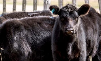 3 questions pour vous aider à définir votre stratégie « Beef on Dairy » (Clone)