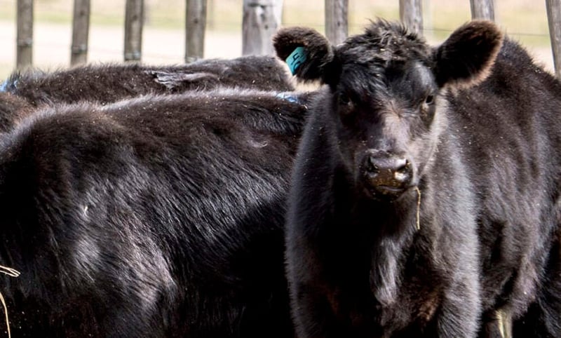 3 questions to help map your Beef on Dairy strategy (Clone)