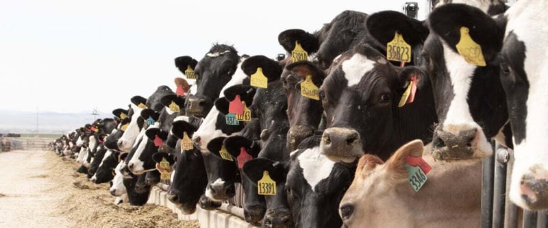 New in April 2019: Crossbred animals evaluations