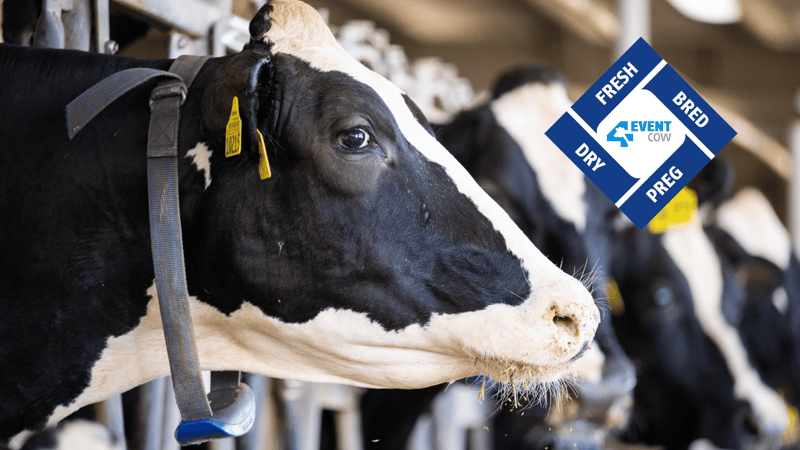 La génétique dans la création d'une vache Alta 4-EVENT