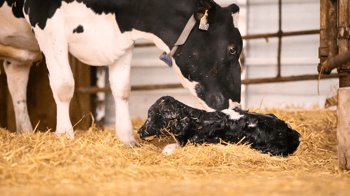 2025 Calving Trait Base Changes: What You Need to Know