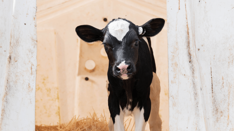 Colostrum feeding best practices