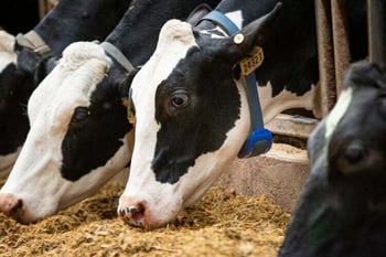 Successful transition cow management with data