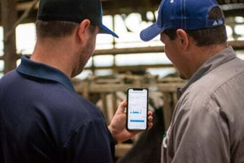 Surveillance simplifiée du stress thermique chez les bovins