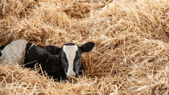 New trait from CDCB: Early First Calving (EFC)