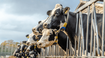 Le guide génétique pour une vie longue et productive