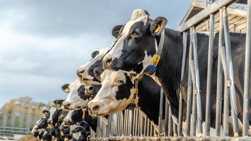 The genetic guide to a long productive life