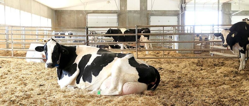 La durée de gestation ajoutée comme nouveau trait