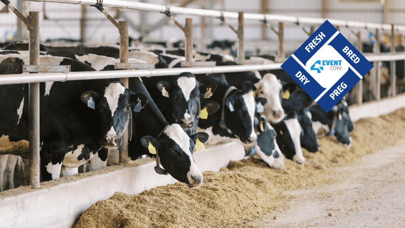 La fabrication d'une vache Alta 4-EVENT