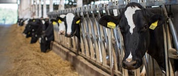 Sélection des taureaux vs programme d'accouplement