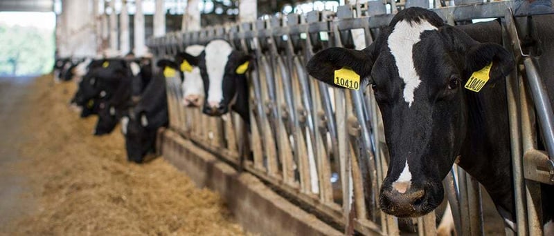 Sélection des taureaux vs programme d'accouplement