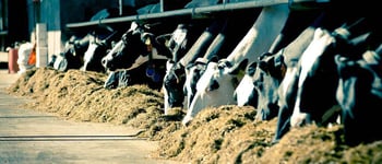 Polled genetics – examine the pros and cons