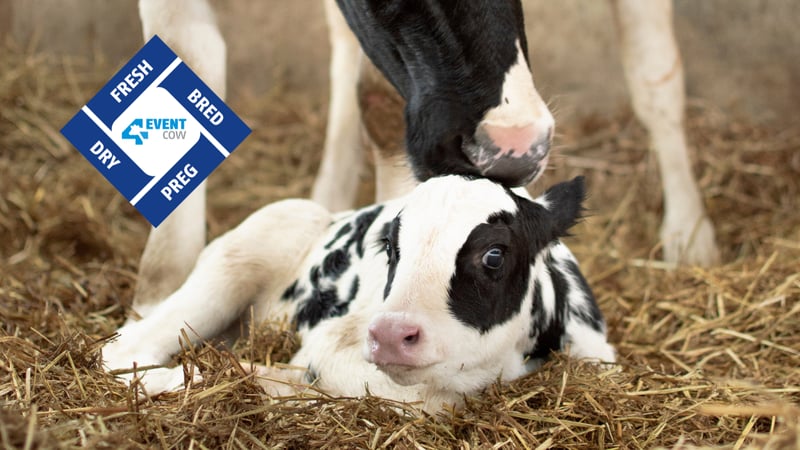 Deux vaches Alta 4-EVENT dans votre enclos de maternité