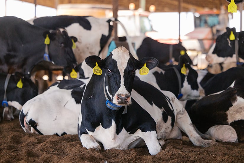 Risques liés à une faible teneur en calcium