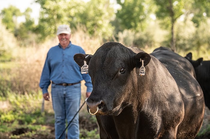 Nos taureaux de boucherie