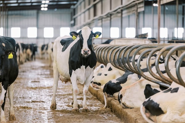 Génétique laitière