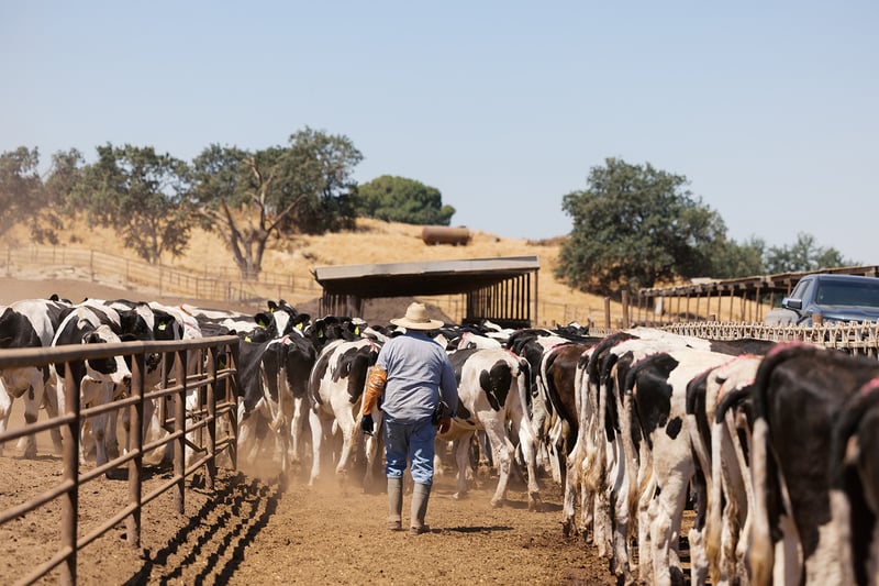 À la pointe de la fertilité par insémination avec sperme sexé