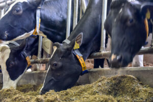 cows at the feed bunk with their alta cow watch collars